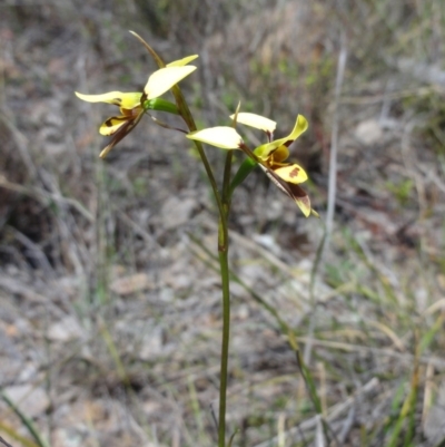 Diuris sulphurea (Tiger Orchid) at Jerrabomberra, NSW - 23 Oct 2014 by KGroeneveld
