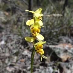 Diuris sulphurea (Tiger Orchid) at Mount Jerrabomberra QP - 23 Oct 2014 by KGroeneveld