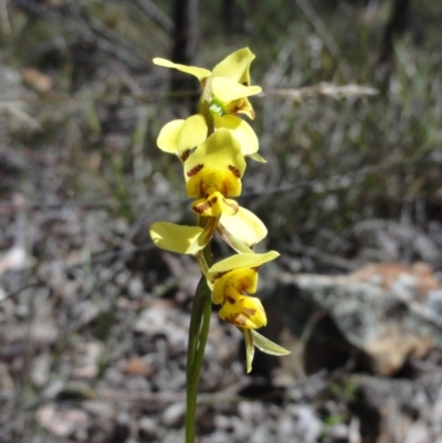 Diuris sulphurea (Tiger Orchid) at Mount Jerrabomberra QP - 23 Oct 2014 by KGroeneveld