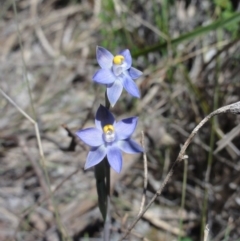 Thelymitra pauciflora (Slender Sun Orchid) at Mount Jerrabomberra QP - 23 Oct 2014 by KGroeneveld