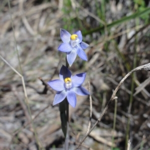 Thelymitra pauciflora at Jerrabomberra, NSW - 23 Oct 2014