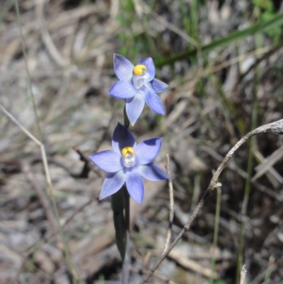 Thelymitra pauciflora (Slender Sun Orchid) at Jerrabomberra, NSW - 23 Oct 2014 by KGroeneveld