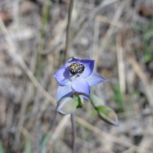 Thelymitra pauciflora at Jerrabomberra, NSW - 23 Oct 2014