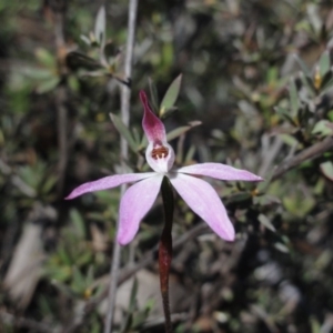 Caladenia fuscata at Jerrabomberra, NSW - suppressed