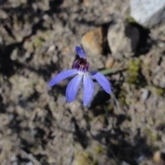 Cyanicula caerulea (Blue Fingers, Blue Fairies) at Jerrabomberra, NSW - 20 Sep 2013 by KGroeneveld