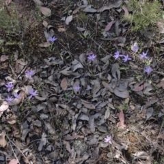 Glossodia major (Wax Lip Orchid) at Jerrabomberra, NSW - 20 Sep 2013 by KGroeneveld