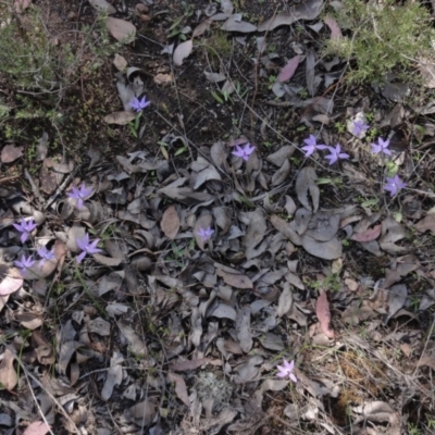 Glossodia major (Wax Lip Orchid) at Mount Jerrabomberra QP - 20 Sep 2013 by KGroeneveld