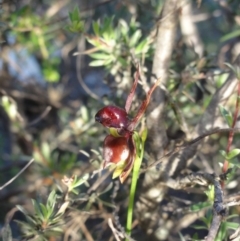 Caleana major (Large Duck Orchid) at Jerrabomberra, NSW - 24 Nov 2010 by KGroeneveld