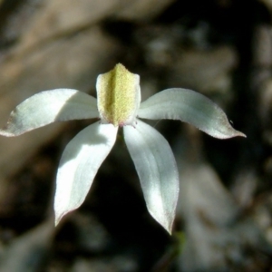 Caladenia sp. at Farrer Ridge - suppressed