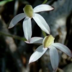 Caladenia sp. at Farrer Ridge - suppressed