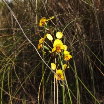 Diuris semilunulata (Late Leopard Orchid) at Queanbeyan West, NSW - 22 Oct 2014 by KGroeneveld