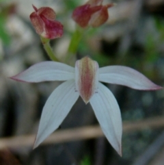 Caladenia moschata (Musky Caps) at Farrer Ridge - 27 Oct 2014 by julielindner