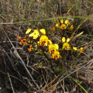 Diuris semilunulata at Queanbeyan West, NSW - 22 Oct 2014