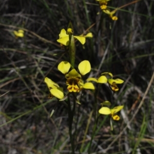 Diuris sulphurea at Queanbeyan West, NSW - 22 Oct 2014