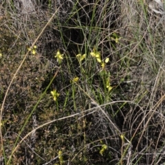 Diuris sulphurea (Tiger Orchid) at Queanbeyan West, NSW - 22 Oct 2014 by KGroeneveld