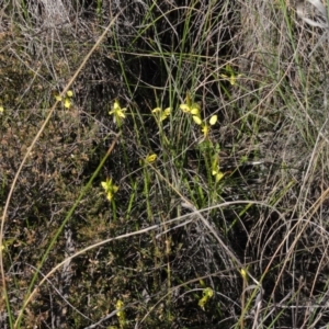 Diuris sulphurea at Queanbeyan West, NSW - suppressed