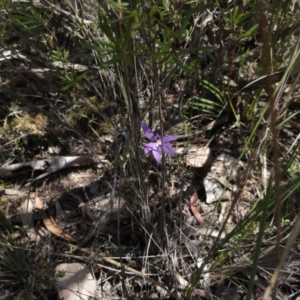 Glossodia major at Queanbeyan West, NSW - suppressed