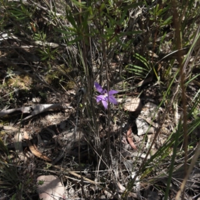 Glossodia major (Wax Lip Orchid) at Queanbeyan West, NSW - 22 Oct 2014 by KGroeneveld