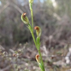 Speculantha rubescens (Blushing Tiny Greenhood) at Bicentennial Park - 14 Apr 2014 by KGroeneveld