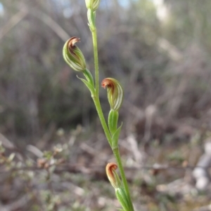 Speculantha rubescens at Queanbeyan West, NSW - 14 Apr 2014