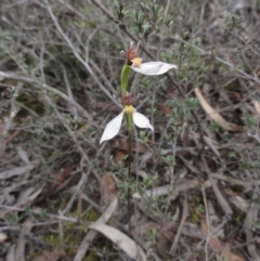 Eriochilus cucullatus (Parson's Bands) at Queanbeyan West, NSW - 6 Apr 2014 by KGroeneveld