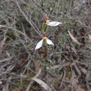 Eriochilus cucullatus at Queanbeyan West, NSW - 6 Apr 2014