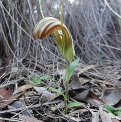 Diplodium truncatum (Little Dumpies, Brittle Greenhood) at Bicentennial Park - 7 Apr 2014 by KGroeneveld