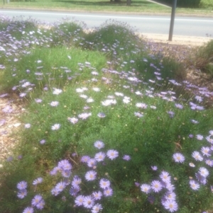 Brachyscome multifida at Acton, ACT - 30 Oct 2014