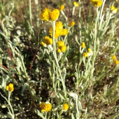 Chrysocephalum apiculatum (Common Everlasting) at Dunlop Grasslands - 30 Oct 2014 by ClubFED