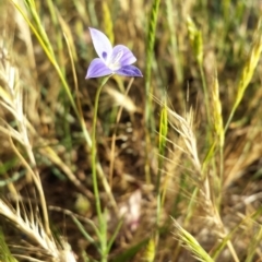 Wahlenbergia stricta subsp. stricta (Tall Bluebell) at Fraser, ACT - 30 Oct 2014 by ClubFED