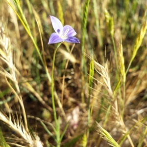 Wahlenbergia stricta subsp. stricta at Fraser, ACT - 30 Oct 2014