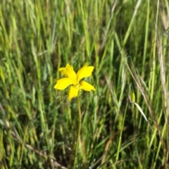 Goodenia pinnatifida (Scrambled Eggs) at Dunlop, ACT - 30 Oct 2014 by ClubFED