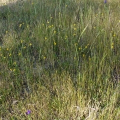 Goodenia pinnatifida at Dunlop, ACT - 30 Oct 2014