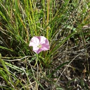 Convolvulus angustissimus subsp. angustissimus at Dunlop, ACT - 30 Oct 2014