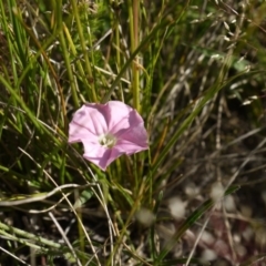 Convolvulus angustissimus subsp. angustissimus at Dunlop, ACT - 30 Oct 2014