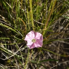 Convolvulus angustissimus subsp. angustissimus at Dunlop, ACT - 30 Oct 2014