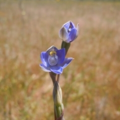 Thelymitra sp. (A Sun Orchid) at Goorooyarroo NR (ACT) - 30 Oct 2014 by lyndsey