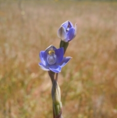 Thelymitra (Genus) (Sun Orchid) at Goorooyarroo NR (ACT) - 30 Oct 2014 by lyndsey