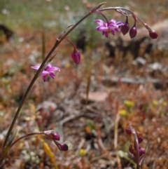 Arthropodium minus (Small Vanilla Lily) at Majura, ACT - 3 Oct 2014 by lyndsey