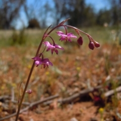 Arthropodium minus at Majura, ACT - 3 Oct 2014 01:36 PM