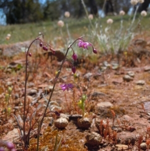 Arthropodium minus at Majura, ACT - 3 Oct 2014 01:36 PM