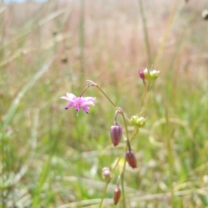 Arthropodium minus at Gungahlin, ACT - 29 Oct 2014