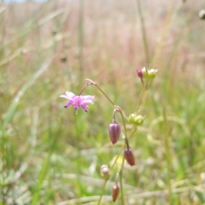 Arthropodium minus (Small Vanilla Lily) at Gungahlin, ACT - 29 Oct 2014 by lyndsey