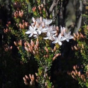 Calytrix tetragona at Paddys River, ACT - 22 Oct 2014 05:42 PM