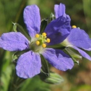 Erodium crinitum at Paddys River, ACT - 30 Sep 2014