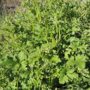 Erodium crinitum at Paddys River, ACT - 30 Sep 2014