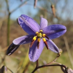 Dianella revoluta var. revoluta (Black-Anther Flax Lily) at Pine Island to Point Hut - 22 Oct 2014 by michaelb