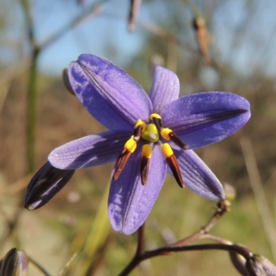 Dianella revoluta var. revoluta (Black-Anther Flax Lily) at Pine Island to Point Hut - 22 Oct 2014 by michaelb