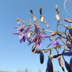 Dianella revoluta var. revoluta at Pine Island to Point Hut - 22 Oct 2014