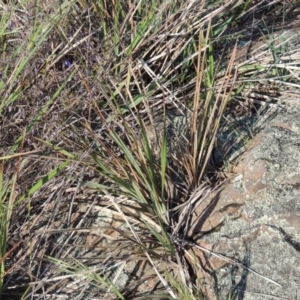 Dianella revoluta var. revoluta at Pine Island to Point Hut - 22 Oct 2014